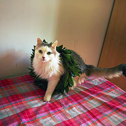 Ciorts the cat wearing the laurel wreath from Andrea's Bachelor's degree graduation