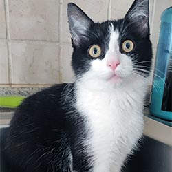 Zack the cat standing on the bathroom sink, hunting flies